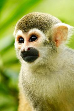 a close up of a small monkey on a tree branch with leaves in the background