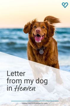 a brown dog standing on top of a beach next to the ocean with text that reads, letter from my dog in heaven