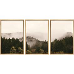 three framed pictures with trees in the background and fog on the mountains behind them, set against a white wall