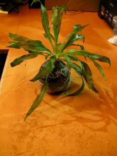 a potted plant sitting on top of a wooden table