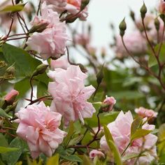 pink flowers blooming in the middle of green leaves and branches on a cloudy day