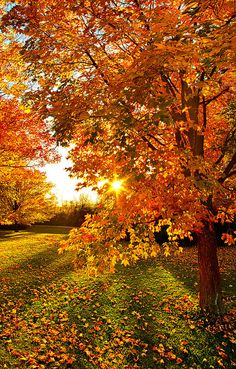 the sun shines brightly through an autumn tree filled with yellow and orange leaves in a park