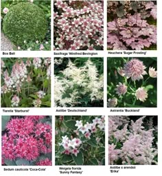 the different types of flowers are shown in this image, including pinks and white