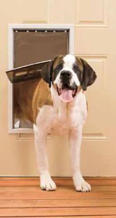 a brown and white dog standing in front of a door with an open window on it's side