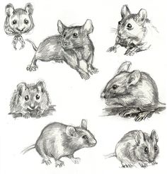 several different types of mouses are shown in this drawing