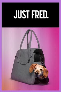 Image shows a dachshund peeking its head out of the peek-a-boo window of this gray dog carrier called the destination tote by Just Fred.  Multiple colors, super soft inside and out.  Shop now. Designer Dog Carriers, Canvas Totes