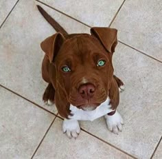 a brown and white dog sitting on top of a tile floor next to a blue eye