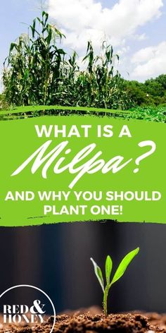 what is a mippa and why you should plant it in the dirt?