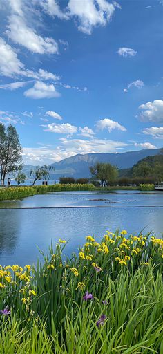 the flowers are blooming in front of the water and trees on the other side