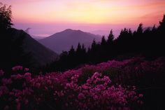 pink flowers in the foreground and mountains in the background at sunset, with purple clouds