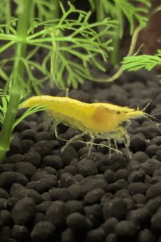 a small yellow fish sitting on top of black rocks in an aquarium filled with plants