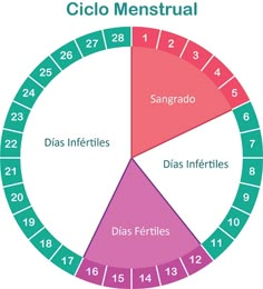 a circle with numbers in it and the words ciclo menstrual