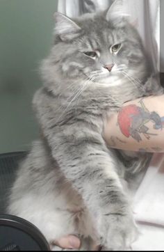 a grey cat sitting on top of a person's arm with tattoos on it