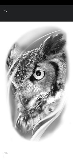 black and white photograph of an owl's face with the eye looking straight ahead