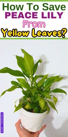 a person holding a potted plant with the words how to save peace lily from yellow leaves?