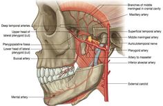 the anatomy of the head and neck with major vessels labeled in red on white background