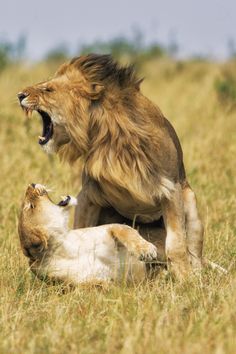 a lion and a dog are playing in the grass with each other on their hind legs