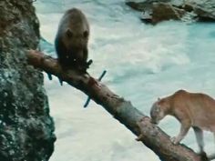 a cat standing on top of a tree branch next to a river and another animal