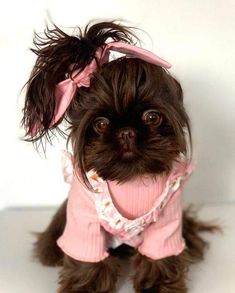 a small brown dog wearing a pink sweater and bow tie on it's head