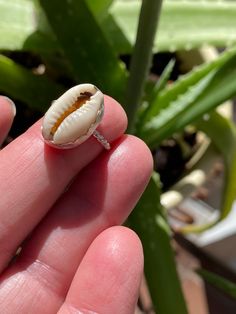 Cowrie shell statement ring set in sterling silver. This one of kind ring brings the magic of the cowrie myth to you.  These shells are said to represent fertility, wealth, and bring luck to the wearer.  Entirely hand made, this ring has a fine silver scalloped bezel and a twisted sterling silver band.  Size 5.  Cowrie shell measures just under 2 mm long x 1 mm wide Silver Shell-shaped Ring For Gift, Silver Shell Rings For Beach, Silver Shell Rings For Gift, Handmade White Shell Rings, Silver Shell-shaped Rings For Beach, Unique Silver Shell Rings, Unique Silver Shell Jewelry, Unique Sterling Silver Shell Jewelry, Handmade Oval Jewelry For Beach