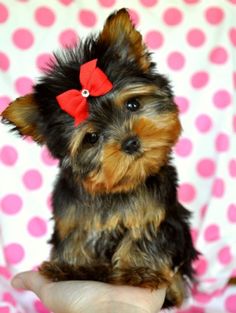 a small black and brown dog with a red bow on it's head sitting in a person's hand