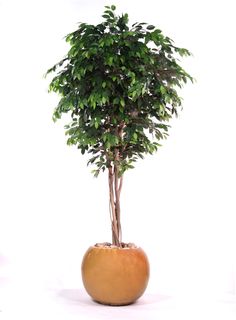 a small tree in a round pot on a white background