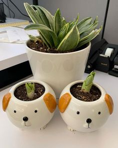 three white ceramic pots with plants in them