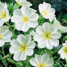 white flowers with yellow stamens blooming in the garden