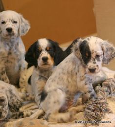 four puppies are sitting on a bed together and one is looking at the camera