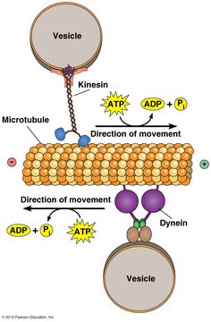 the structure of an animal's body and its structures, including cell membranes