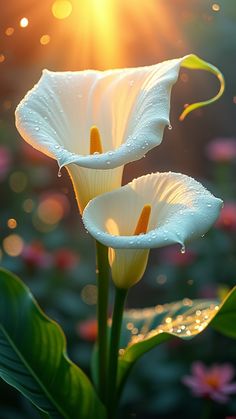 two white flowers with water droplets on them in front of the sun and some green leaves