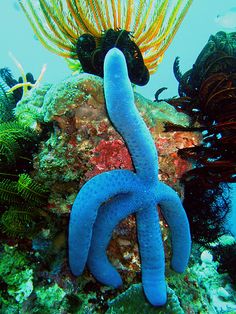 a blue sea slug sitting on top of a coral