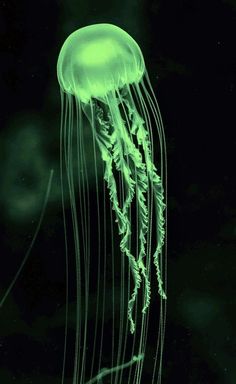 a green jellyfish floating in the dark water