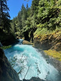 a river flowing through a lush green forest