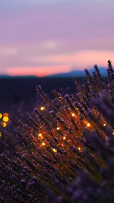 lavender plants with lights in the background