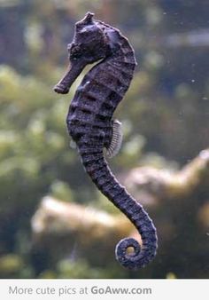 a sea horse is swimming in an aquarium