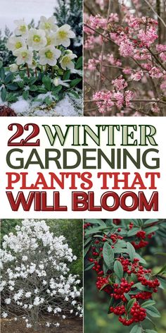 some flowers and trees with the words winter gardening plants that will bloom