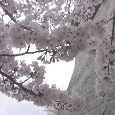 cherry blossoms are blooming on the tree next to a stone wall