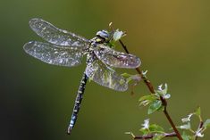 a close up of a dragonfly on a twig