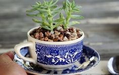 a small potted plant sitting on top of a blue and white saucer