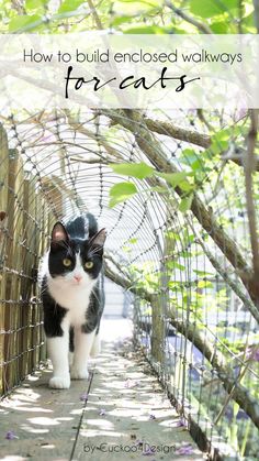 a black and white cat walking across a bridge with the words how to build enclosed walkways for cats