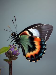 a colorful butterfly sitting on top of a flower