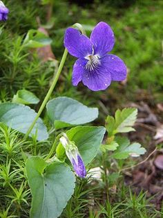 some purple flowers are growing in the grass