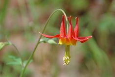 a red and yellow flower with green stems in the foreground on a blurry background