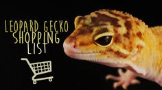 a leopard gecko shopping list with the text leopard gecko shopping list