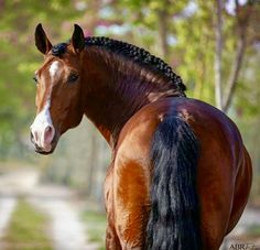 a brown horse standing on top of a dirt road