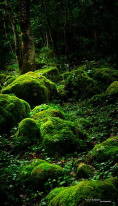 moss covered rocks and trees in the woods