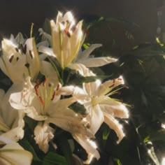 white lilies are blooming in the sunlight