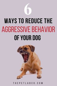 a dog with its mouth open and the words 6 ways to reduce the aggressive behavior of your