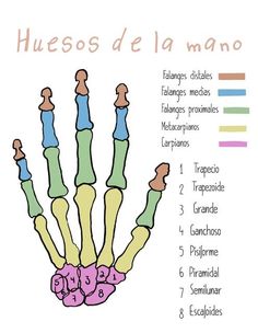 a diagram of the human hand with different types of hands and fingers, labeled in spanish